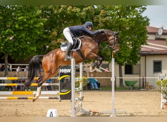 Deutsches Sportpferd, Wallach, 6 Jahre, 174 cm, Brauner