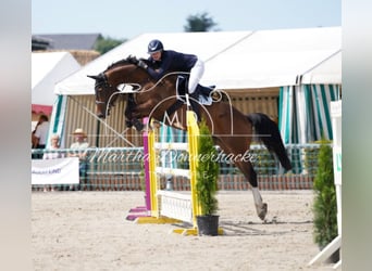 Deutsches Sportpferd, Wallach, 6 Jahre, 174 cm, Brauner