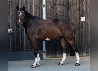 Deutsches Sportpferd, Wallach, 6 Jahre, 174 cm, Brauner