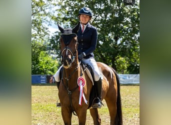 Deutsches Sportpferd, Wallach, 6 Jahre, 174 cm, Brauner