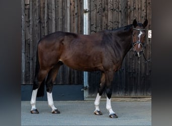 Deutsches Sportpferd, Wallach, 6 Jahre, 174 cm, Brauner