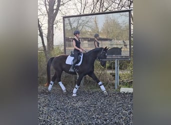Deutsches Sportpferd, Wallach, 6 Jahre, 174 cm, Rappe