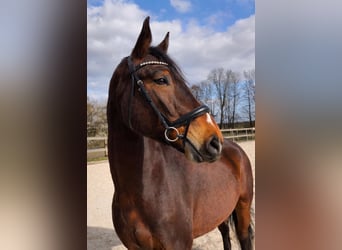 Deutsches Sportpferd, Wallach, 6 Jahre, 175 cm, Brauner