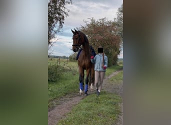 Deutsches Sportpferd, Wallach, 6 Jahre, 175 cm, Brauner