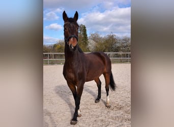 Deutsches Sportpferd, Wallach, 6 Jahre, 175 cm, Brauner
