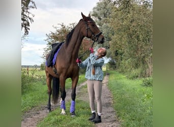 Deutsches Sportpferd, Wallach, 6 Jahre, 175 cm, Brauner