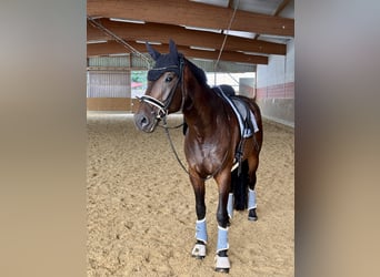 Deutsches Sportpferd, Wallach, 6 Jahre, 175 cm, Dunkelbrauner