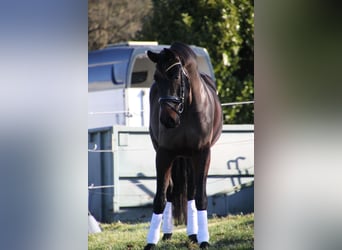 Deutsches Sportpferd, Wallach, 6 Jahre, 175 cm, Dunkelbrauner