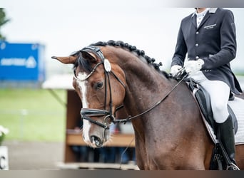 Deutsches Sportpferd, Wallach, 6 Jahre, 175 cm, Dunkelbrauner