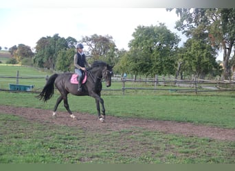 Deutsches Sportpferd, Wallach, 6 Jahre, 175 cm, Dunkelbrauner