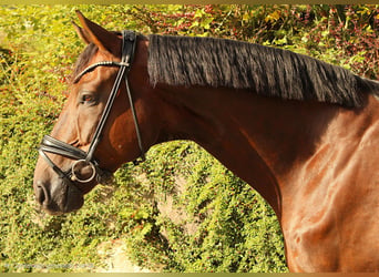 Deutsches Sportpferd, Wallach, 6 Jahre, 175 cm, Dunkelfuchs