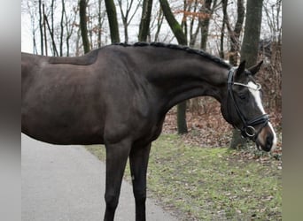 Deutsches Sportpferd, Wallach, 6 Jahre, 175 cm, Rappe