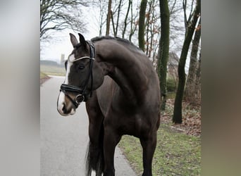 Deutsches Sportpferd, Wallach, 6 Jahre, 175 cm, Rappe