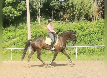 Deutsches Sportpferd, Wallach, 6 Jahre, 175 cm, Rappe