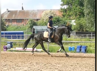 Deutsches Sportpferd, Wallach, 6 Jahre, 175 cm, Rappe