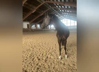 Deutsches Sportpferd, Wallach, 6 Jahre, 175 cm, Rappe