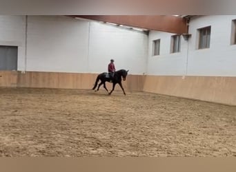 Deutsches Sportpferd, Wallach, 6 Jahre, 175 cm, Schwarzbrauner