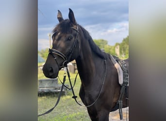 Deutsches Sportpferd, Wallach, 6 Jahre, 175 cm, Schwarzbrauner