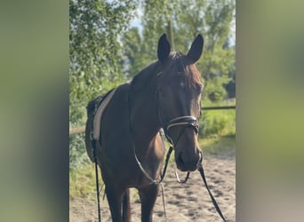 Deutsches Sportpferd, Wallach, 6 Jahre, 175 cm, Schwarzbrauner