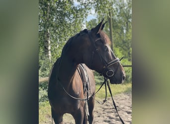 Deutsches Sportpferd, Wallach, 6 Jahre, 175 cm, Schwarzbrauner