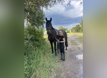 Deutsches Sportpferd, Wallach, 6 Jahre, 175 cm, Schwarzbrauner