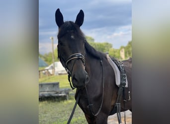 Deutsches Sportpferd, Wallach, 6 Jahre, 175 cm, Schwarzbrauner