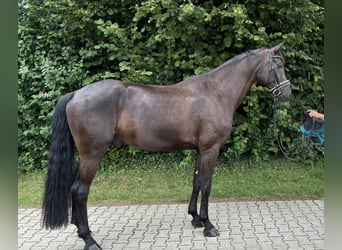 Deutsches Sportpferd, Wallach, 6 Jahre, 175 cm, Schwarzbrauner