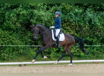 Deutsches Sportpferd, Wallach, 6 Jahre, 176 cm, Brauner