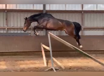Deutsches Sportpferd, Wallach, 6 Jahre, 176 cm, Brauner