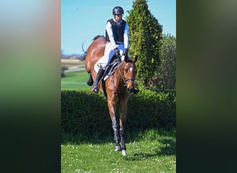 Deutsches Sportpferd, Wallach, 6 Jahre, 176 cm, Brauner