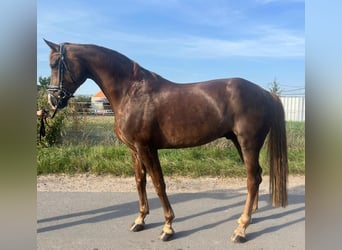 Deutsches Sportpferd, Wallach, 6 Jahre, 176 cm, Dunkelfuchs