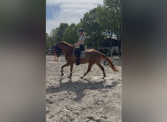Deutsches Sportpferd, Wallach, 6 Jahre, 176 cm, Fuchs