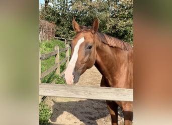 Deutsches Sportpferd, Wallach, 6 Jahre, 176 cm, Fuchs