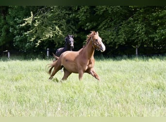 Deutsches Sportpferd, Wallach, 6 Jahre, 176 cm, Fuchs