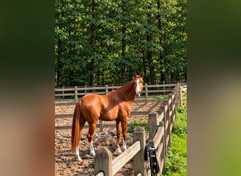 Deutsches Sportpferd, Wallach, 6 Jahre, 176 cm, Fuchs