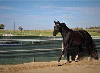 Deutsches Sportpferd, Wallach, 6 Jahre, 176 cm, Rappe