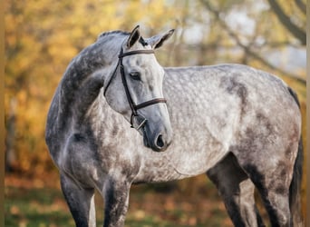 Deutsches Sportpferd, Wallach, 6 Jahre, 176 cm, Schimmel