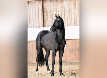 Deutsches Sportpferd, Wallach, 6 Jahre, 177 cm, Rappe