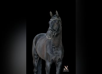 Deutsches Sportpferd, Wallach, 6 Jahre, 177 cm, Rappe