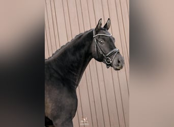 Deutsches Sportpferd, Wallach, 6 Jahre, 177 cm, Rappe