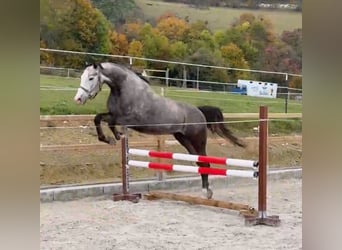 Deutsches Sportpferd, Wallach, 6 Jahre, 177 cm, Schimmel