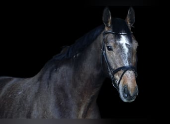 Deutsches Sportpferd, Wallach, 6 Jahre, 177 cm, Schimmel