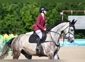 Deutsches Sportpferd, Wallach, 6 Jahre, 178 cm, Braunfalbschimmel