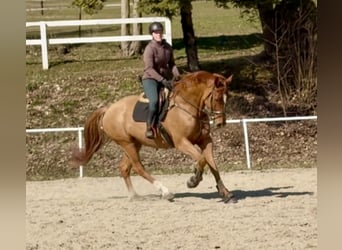 Deutsches Sportpferd, Wallach, 6 Jahre, 179 cm, Fuchs