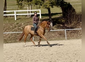 Deutsches Sportpferd, Wallach, 6 Jahre, 179 cm, Fuchs