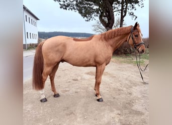 Deutsches Sportpferd, Wallach, 6 Jahre, 179 cm, Fuchs