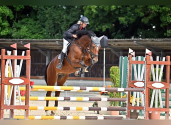 Deutsches Sportpferd, Wallach, 6 Jahre, 180 cm, Brauner