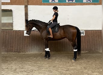 Deutsches Sportpferd, Wallach, 6 Jahre, 180 cm, Dunkelbrauner