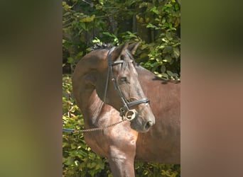 Deutsches Sportpferd, Wallach, 6 Jahre, 180 cm, Rappe