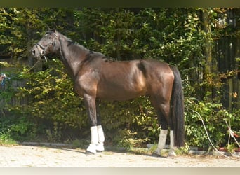 Deutsches Sportpferd, Wallach, 6 Jahre, 180 cm, Rappe